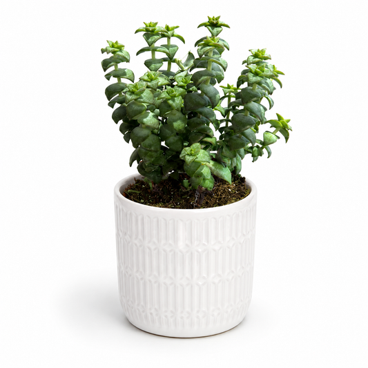 Crassula Perforata 12cm Succulent