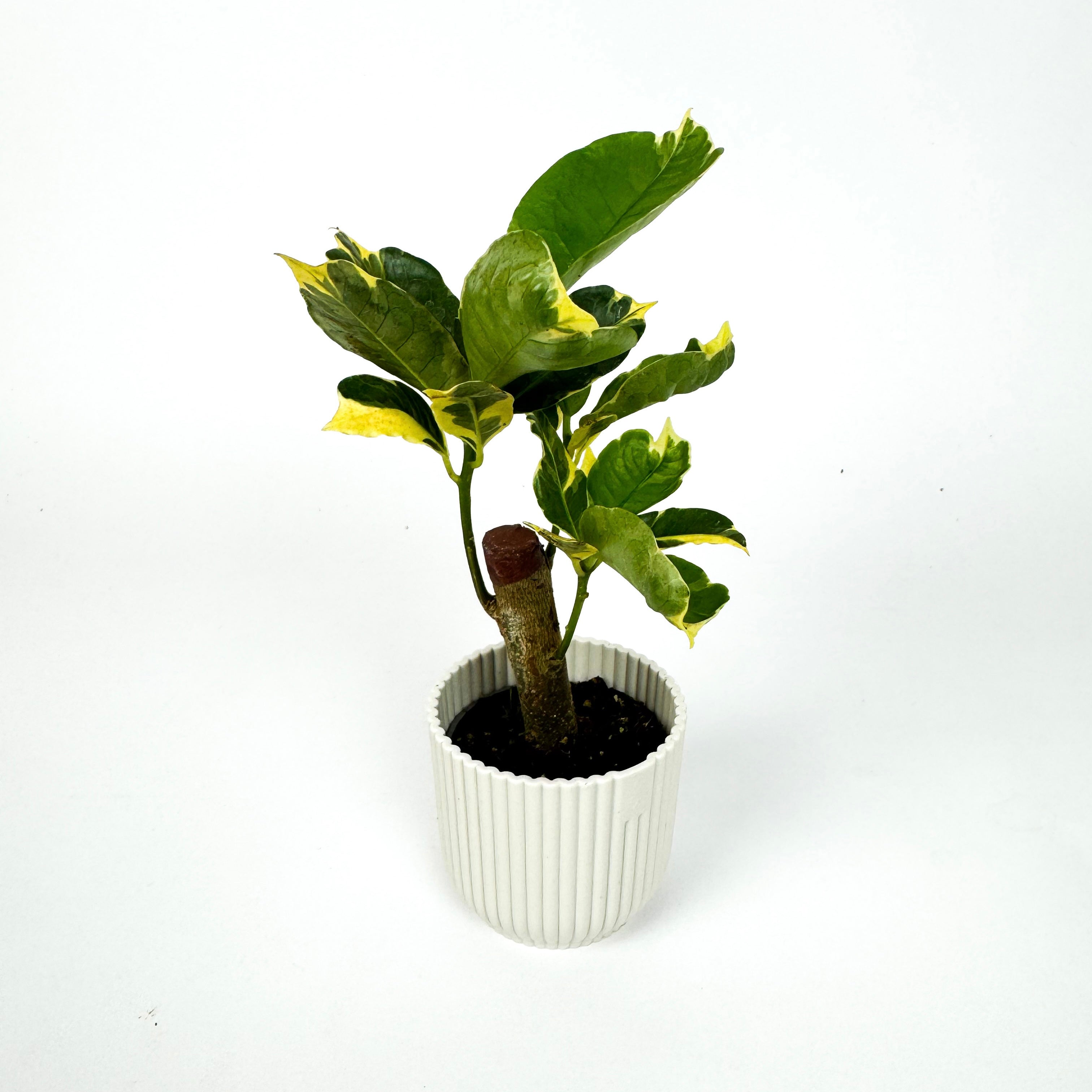 Mini Croton Tamara Variegata Houseplant