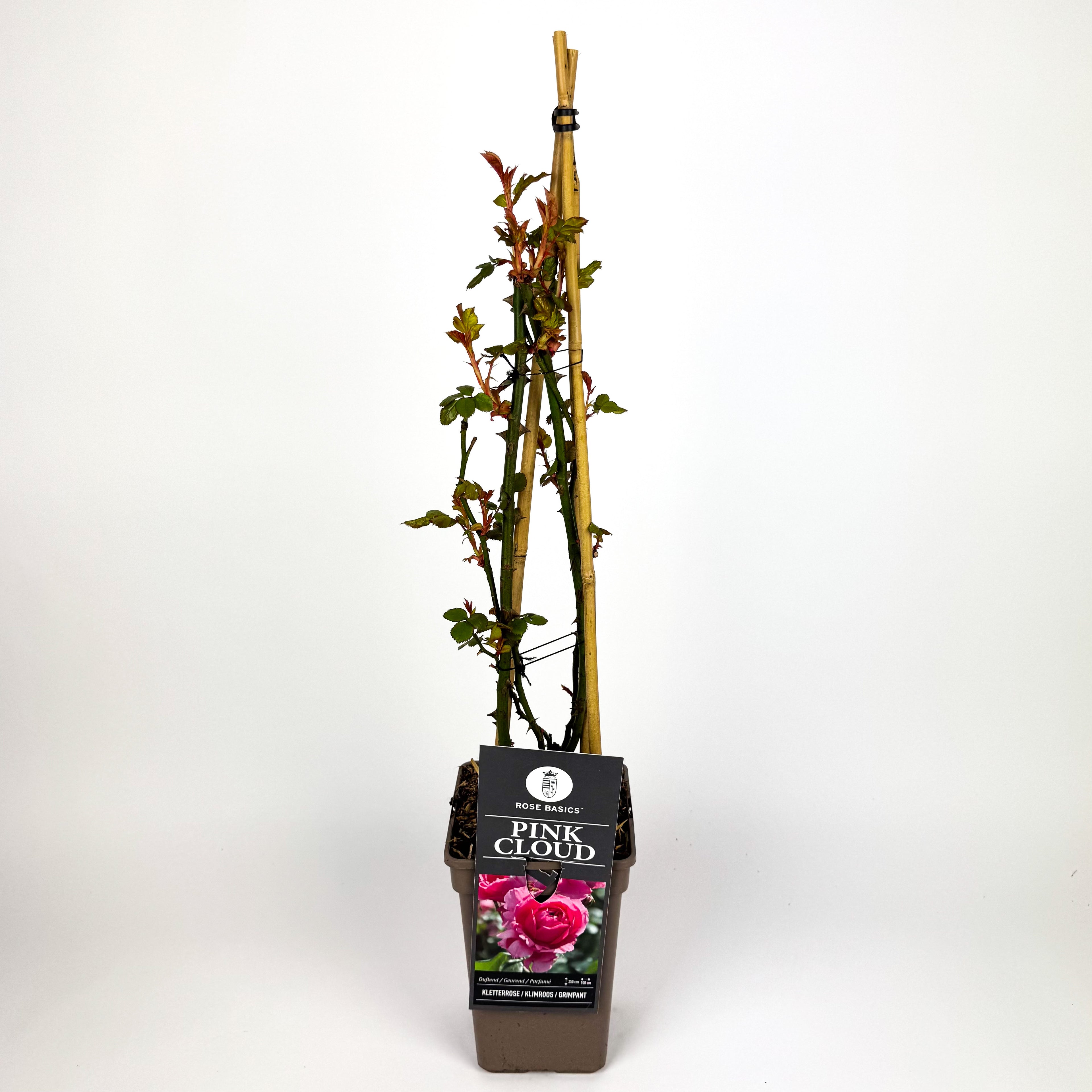 Large Rose climbing Outdoor Plant