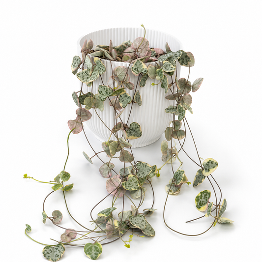 String of Hearts Variegated 12cm Houseplant