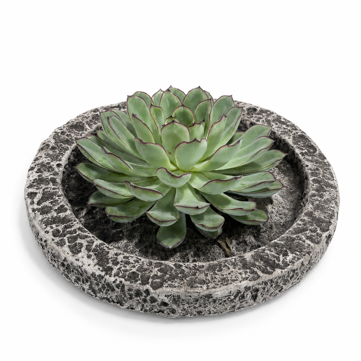 Rootless Echeveria Succulent