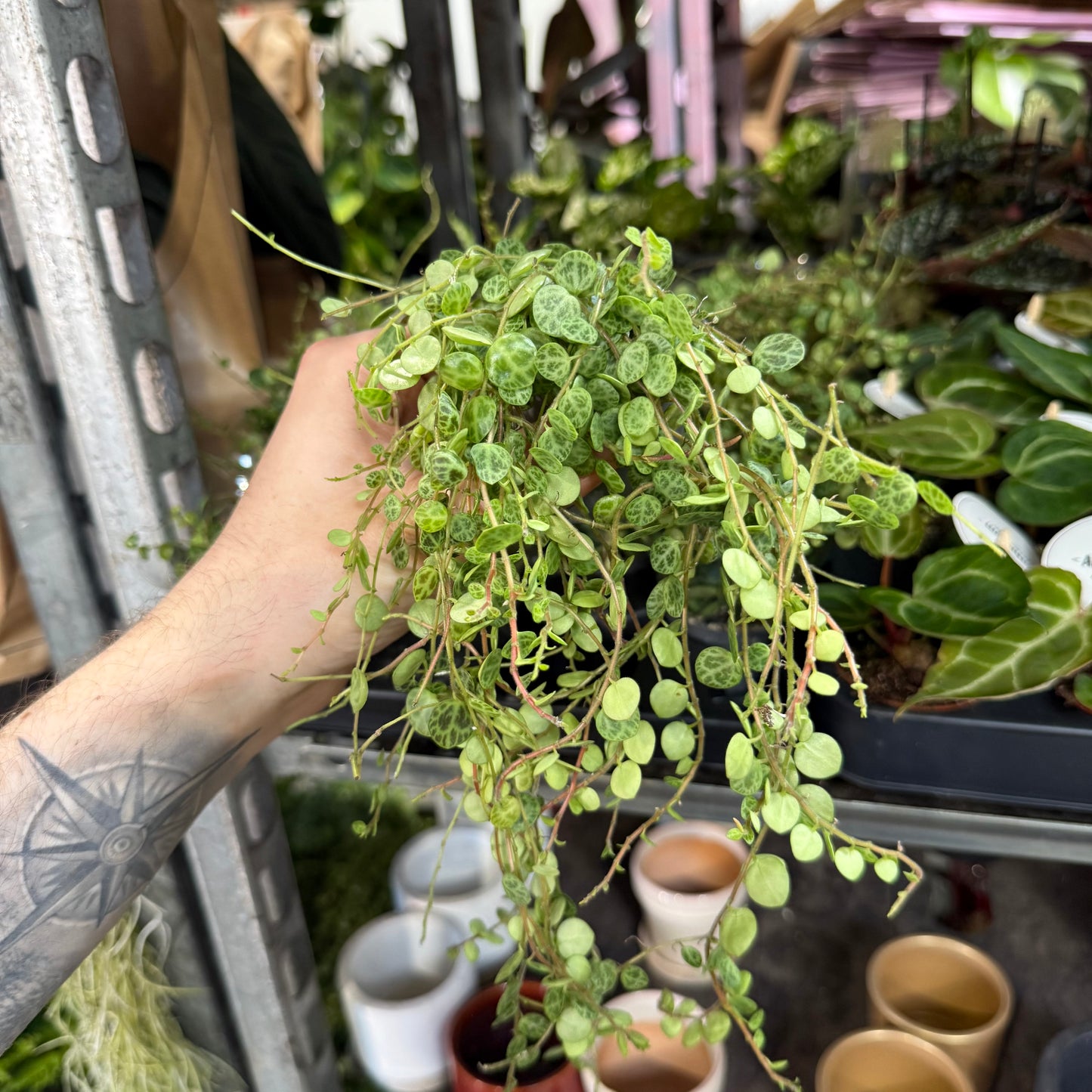 Mini Plants Bundle