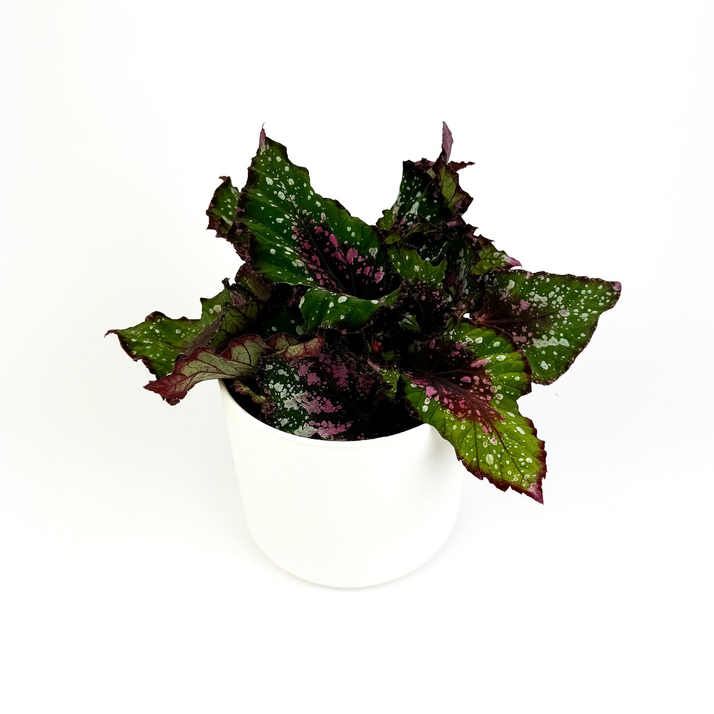 Begonia Rex Alaska Creek Indoor Houseplant