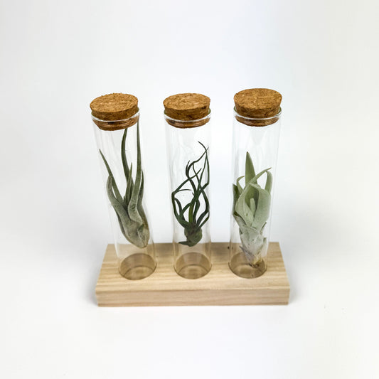 Tillandsia In Bottles Set Of 3