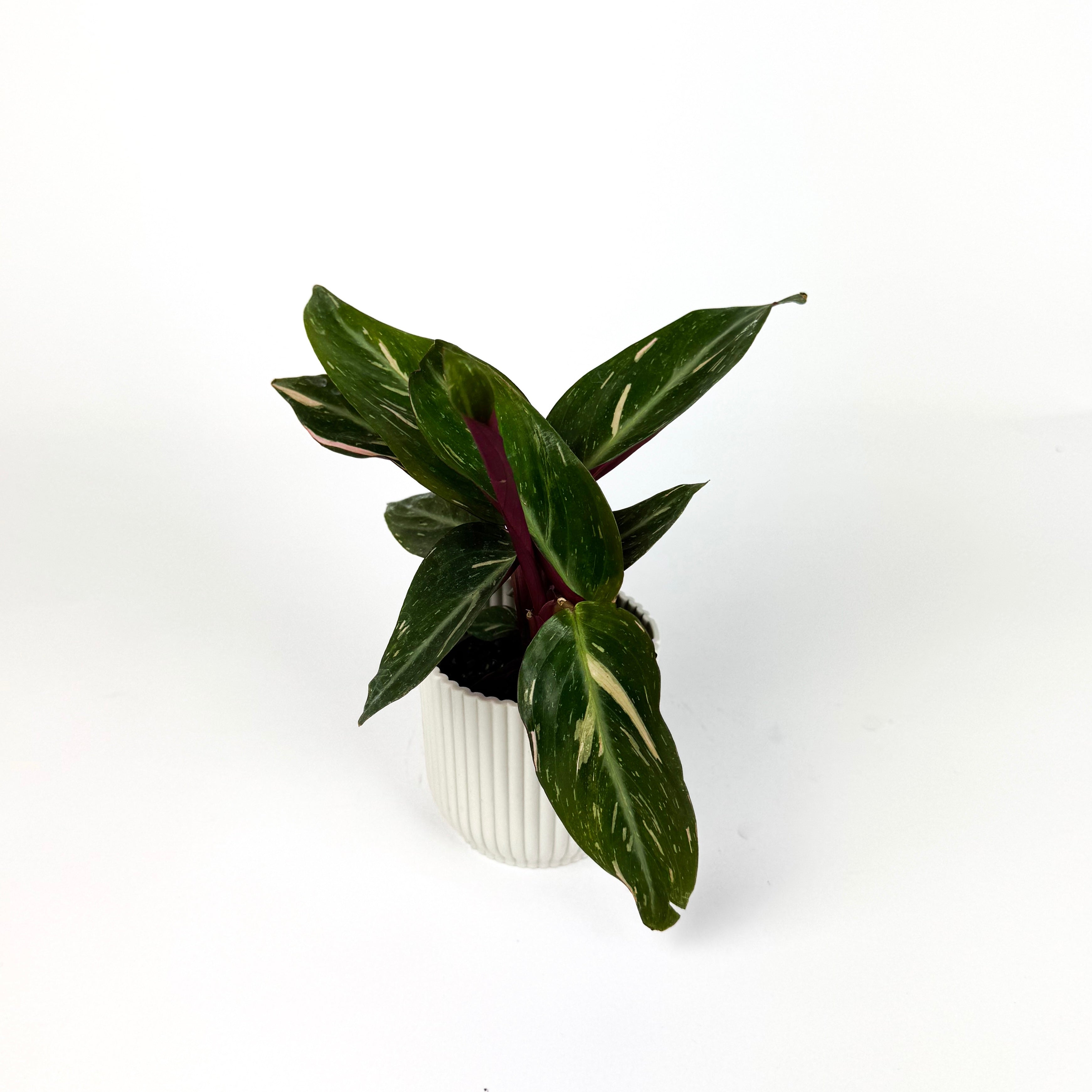 Mini Calathea Magic Star Mini Houseplant