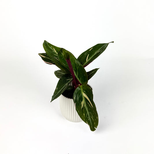 Mini Calathea Magic Star Mini Houseplant