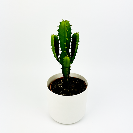 Cactus Indoor Houseplant