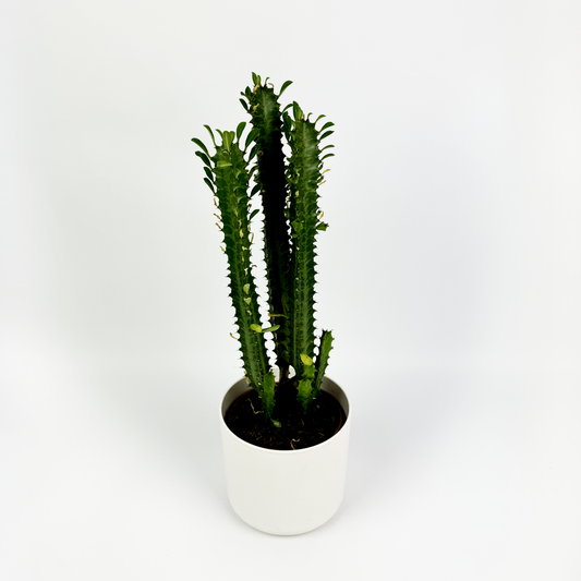 Euphorbia Trigona Green Indoor Houseplant