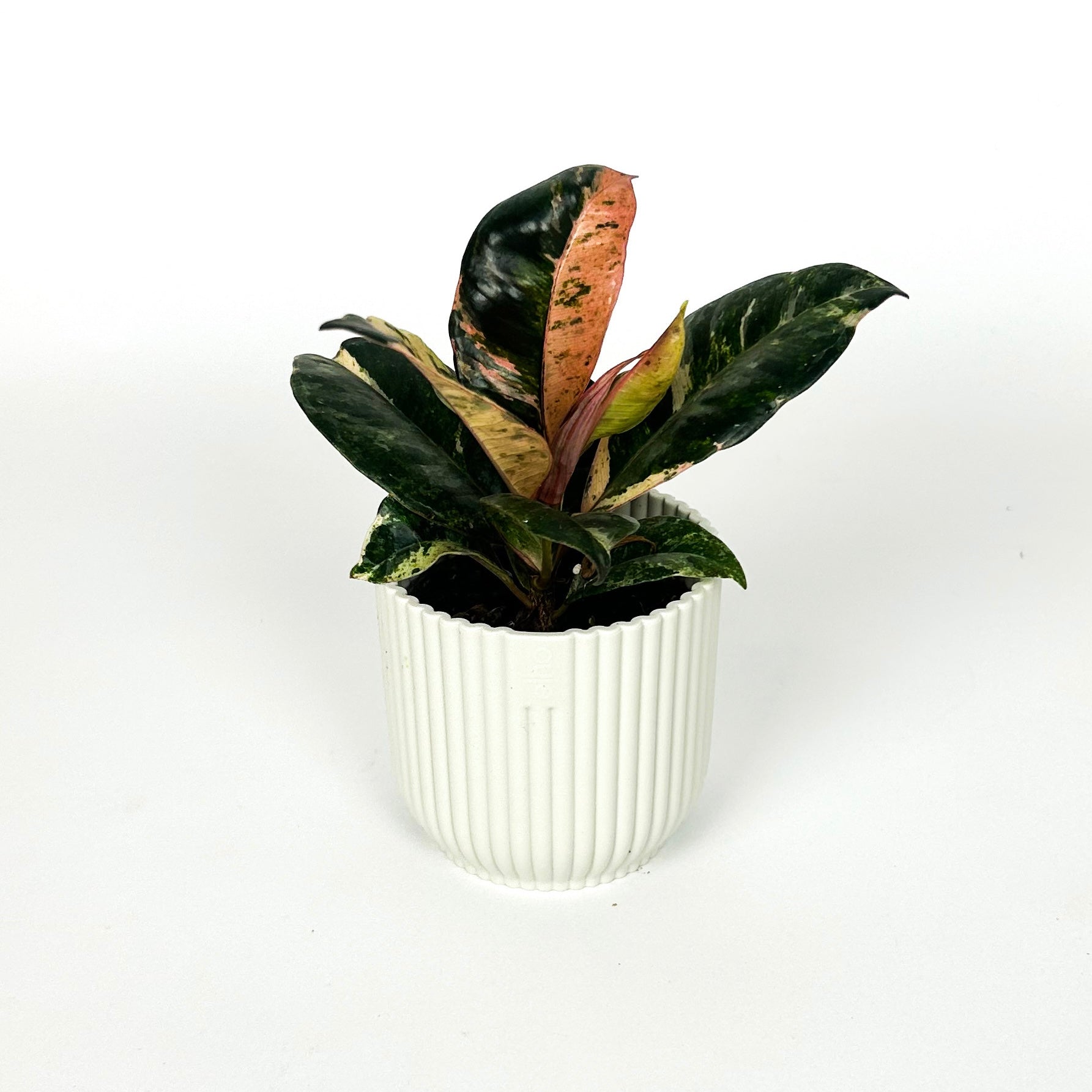 Mini Ficus Schrijveriana Houseplant