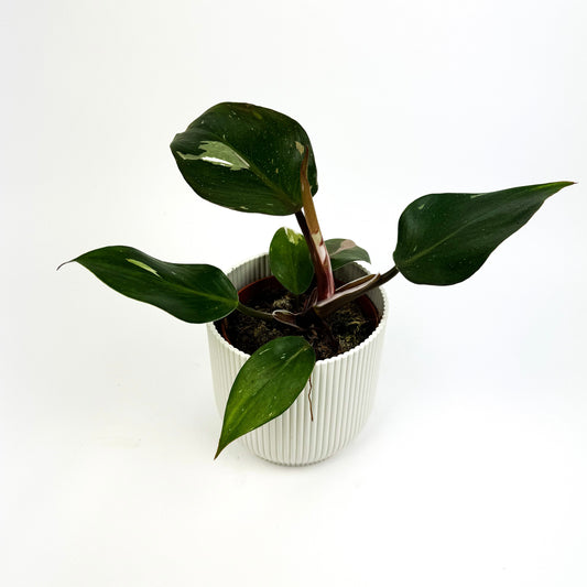 Philodendron White Knight Houseplant