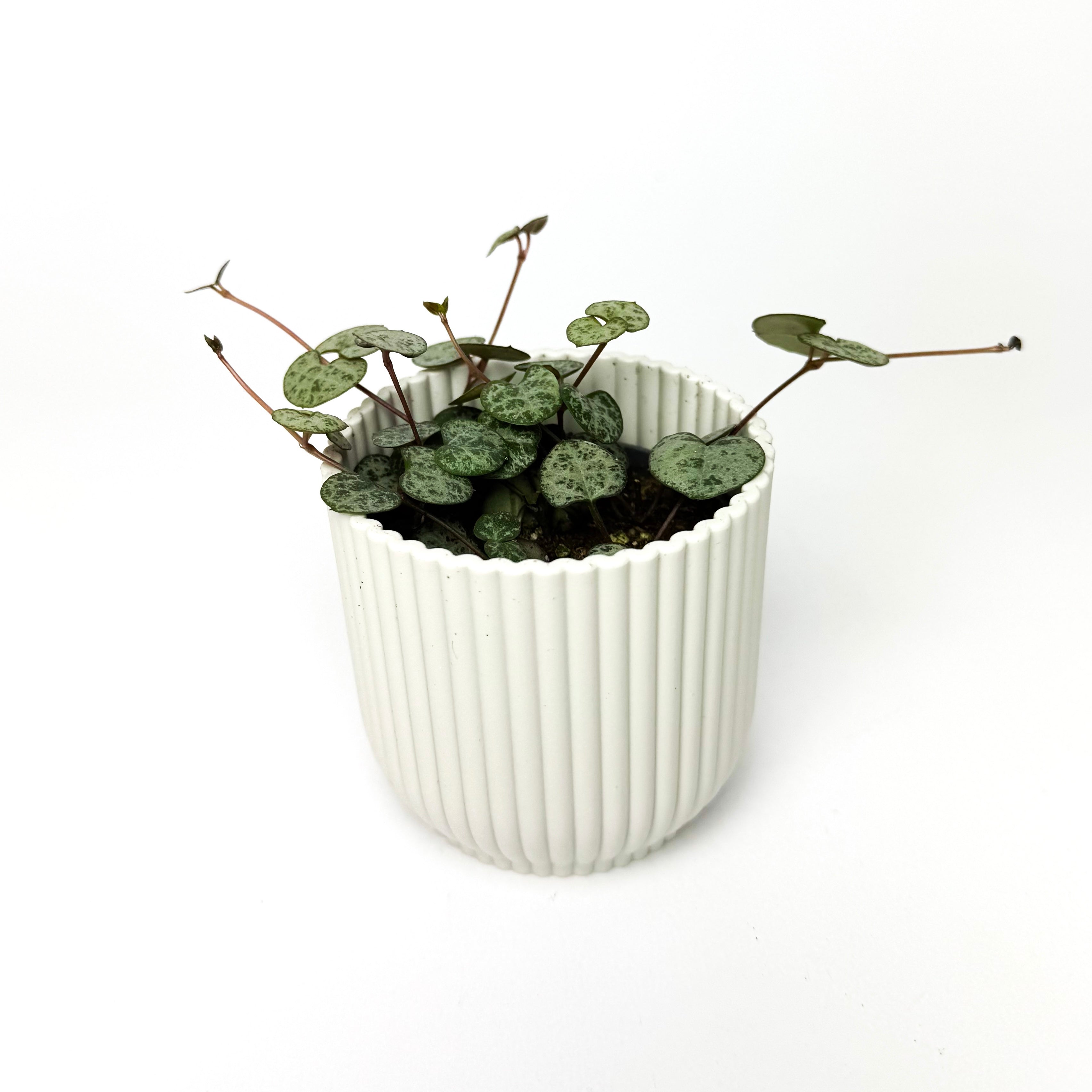 Baby String Of Hearts Houseplant