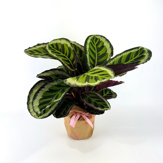 Large Calathea Medallion Houseplant