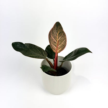 Philodendron Pink Bikini 10.5cm Houseplant