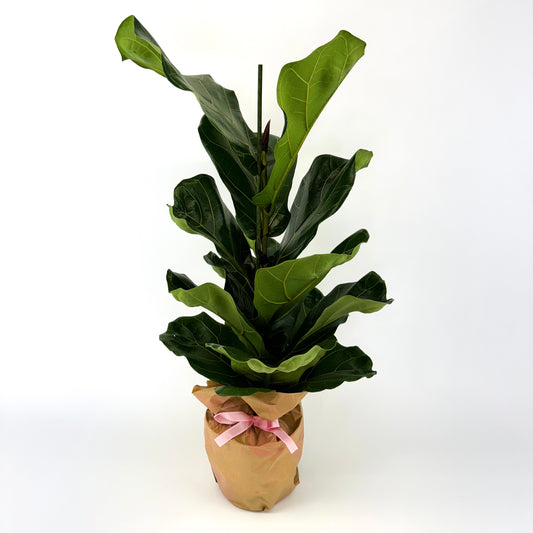 Large Ficus Lyrata Indoor Houseplant