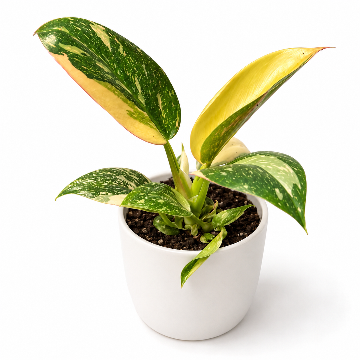 Philodendron Green Congo Hybrid 6cm Houseplant