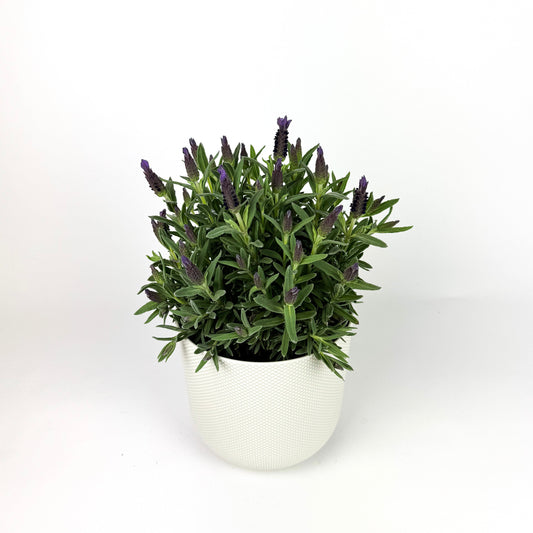 Lavender Butterfly Giant Summer Outdoor Plant