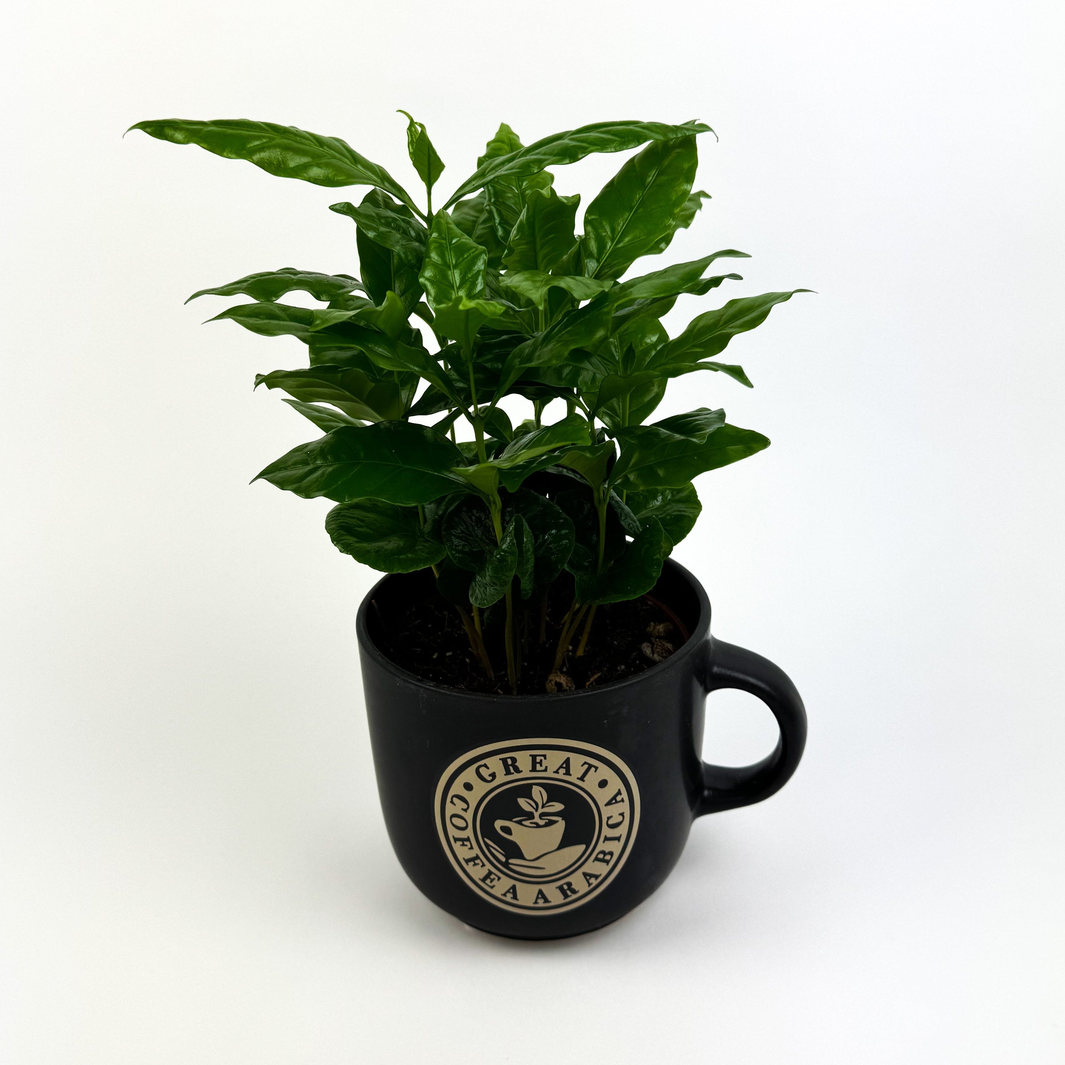 Coffee In Pot Houseplant