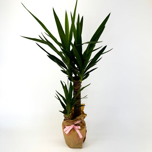 Large Yucca 2 Stem Houseplant