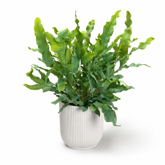 Blue Star Fern Indoor Houseplant