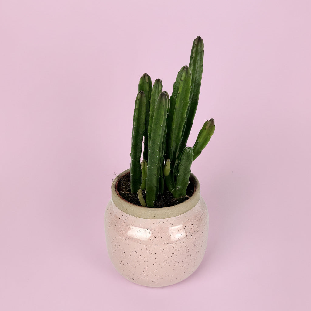 Stapelia Houseplant With Ceramic Pot Gift Set