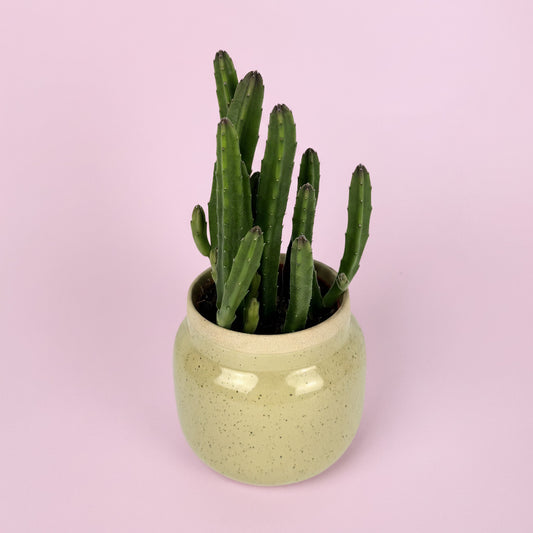 Stapelia Houseplant With Ceramic Pot Gift Set