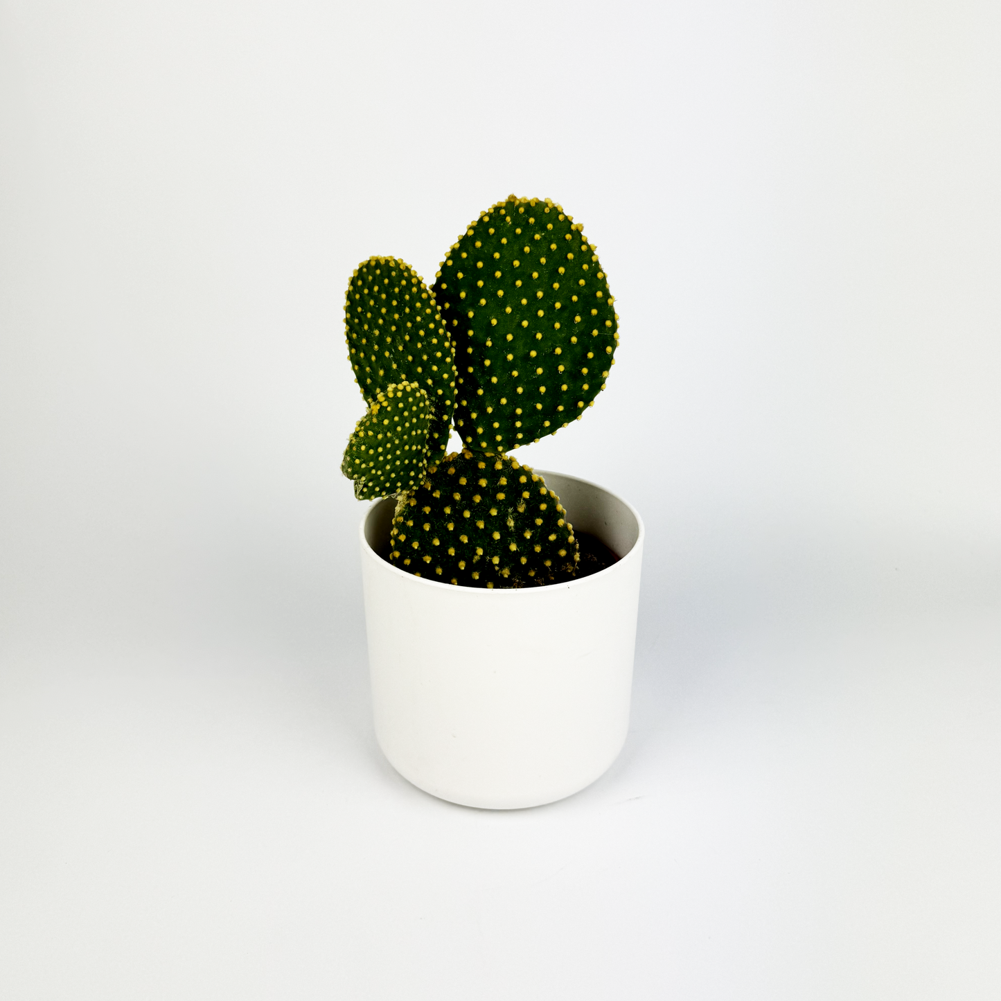 Opuntia Microdasys Houseplant