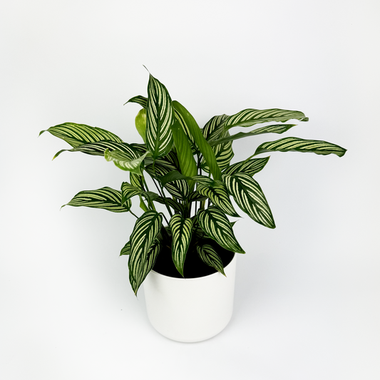 Calathea Vittata Indoor Houseplant