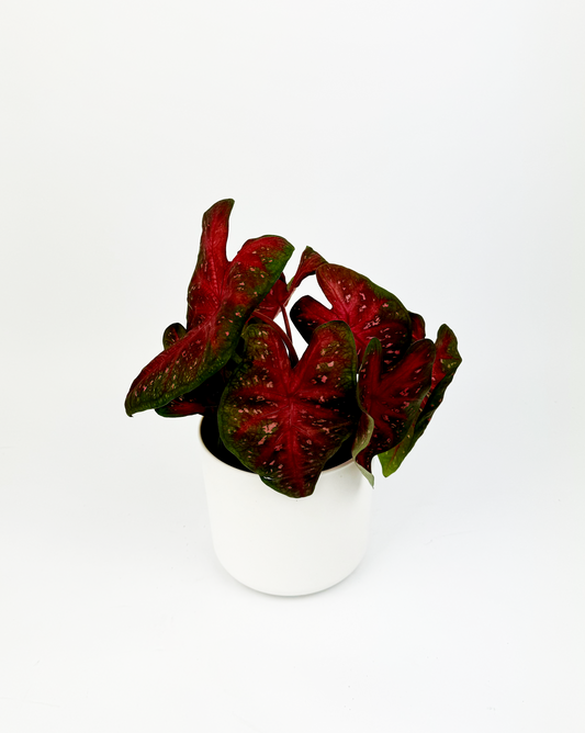 Caladium Red Flash Indoor Houseplant