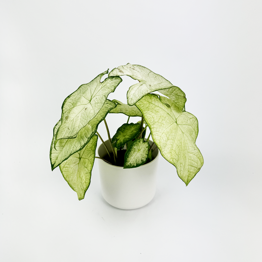 Caladium Moonlight Indoor Houseplant