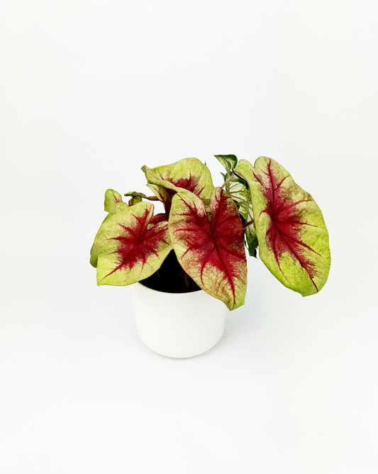 Caladium Lemon Blush Indoor Houseplant