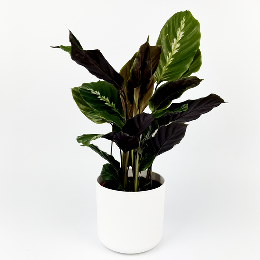 Calathea Maui Queen Indoor Houseplant