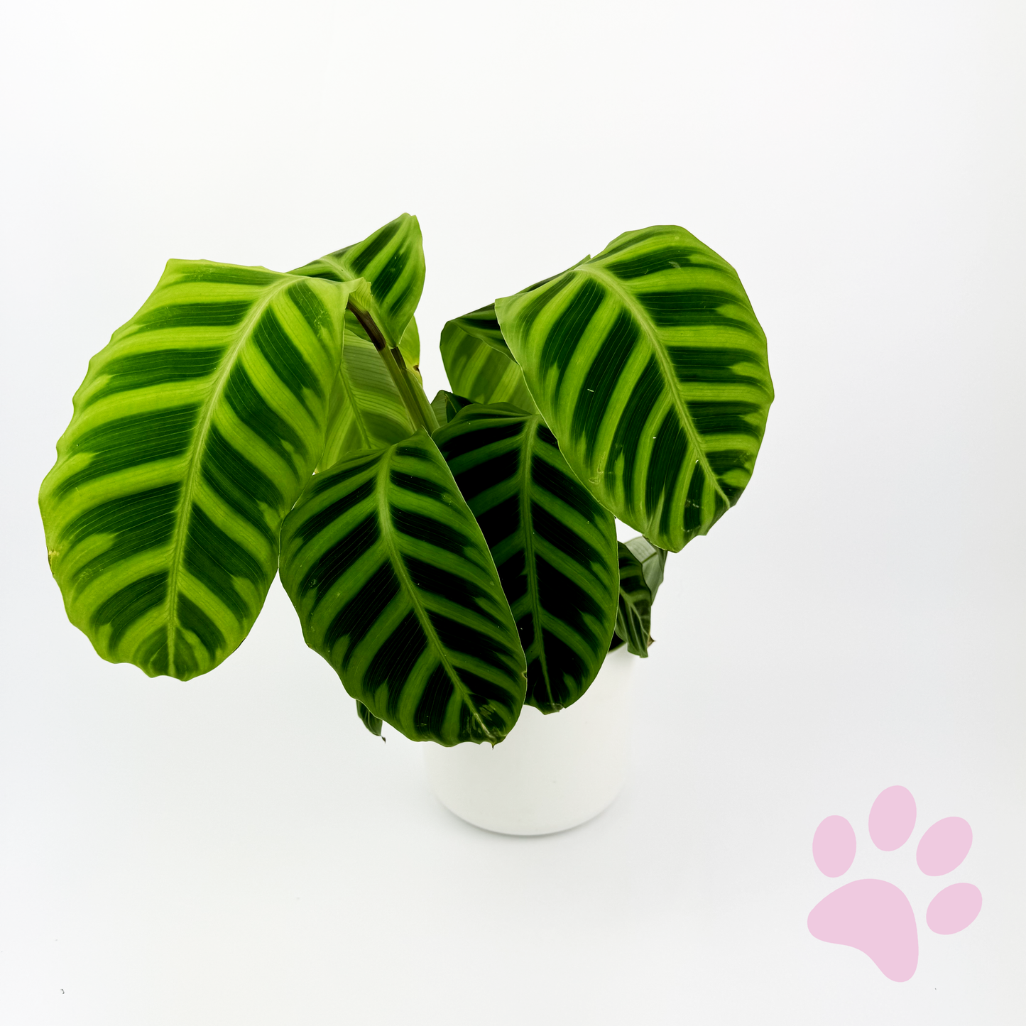 Calathea Zebrina indoor houseplant