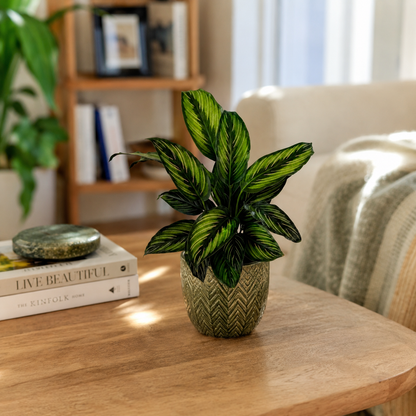 Green Calathea Pinstripe Indoor Houseplant