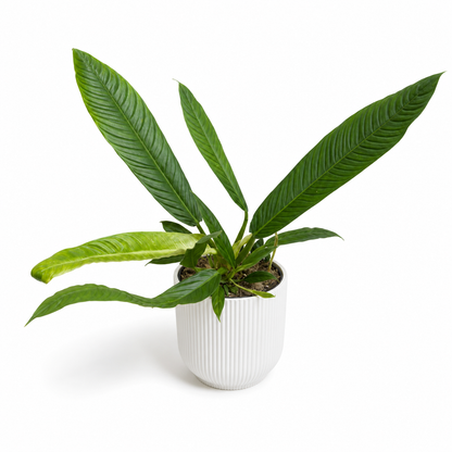 Philodendron Campii 14cm Houseplant