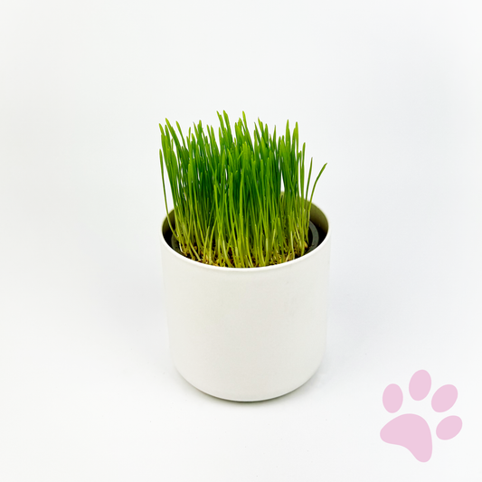 Cat Grass Indoor Houseplant