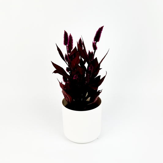 Celosia Mystic Shades Indoor Houseplant