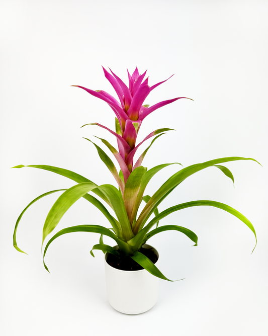 Pink Guzmania Tropical Indoor Houseplant