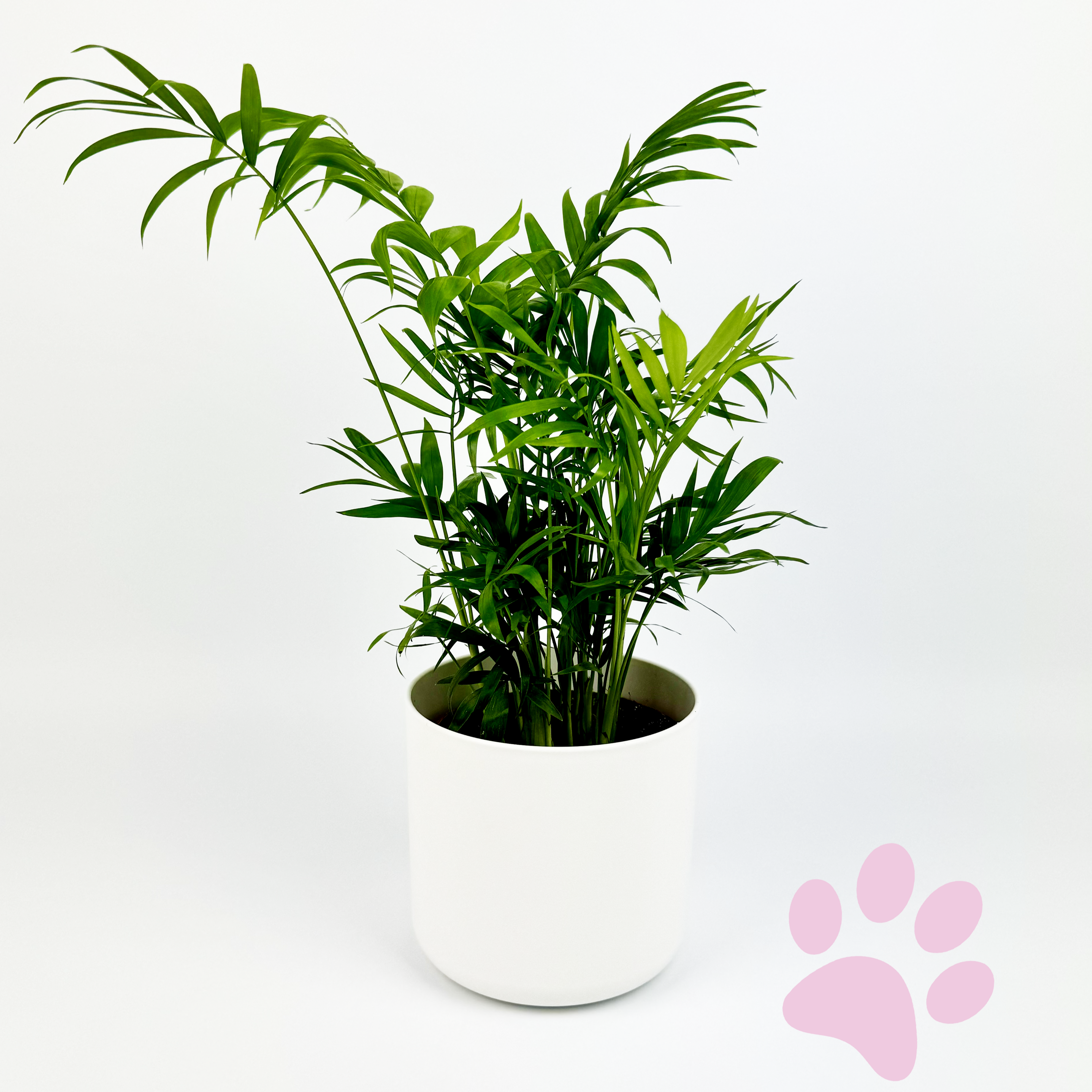 Chamaedorea Palm Indoor Houseplant