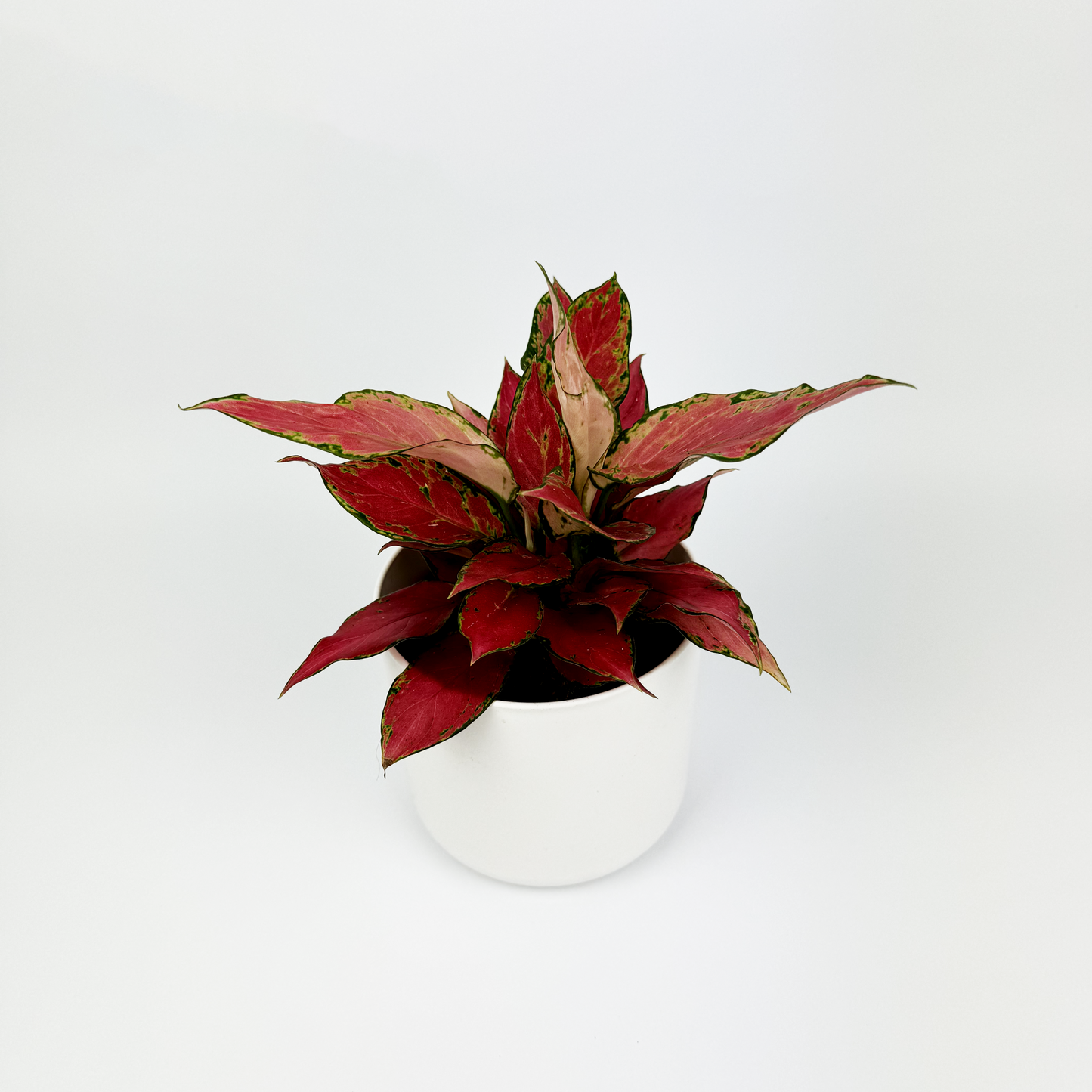 Aglaonema Cherry Indoor Houseplant