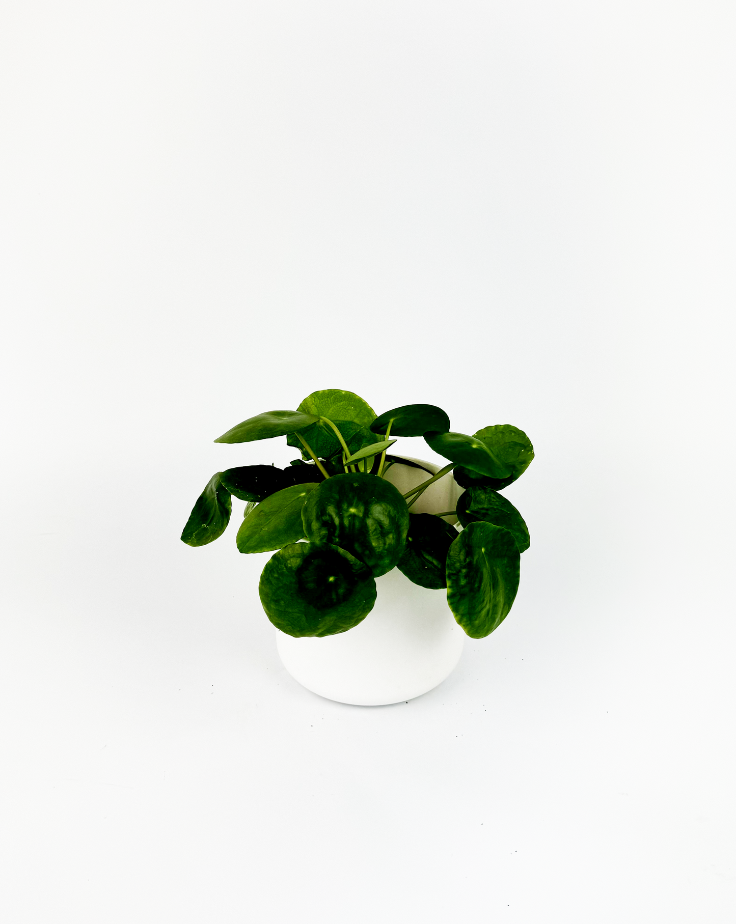 Chinese Money Plant Indoor Houseplant