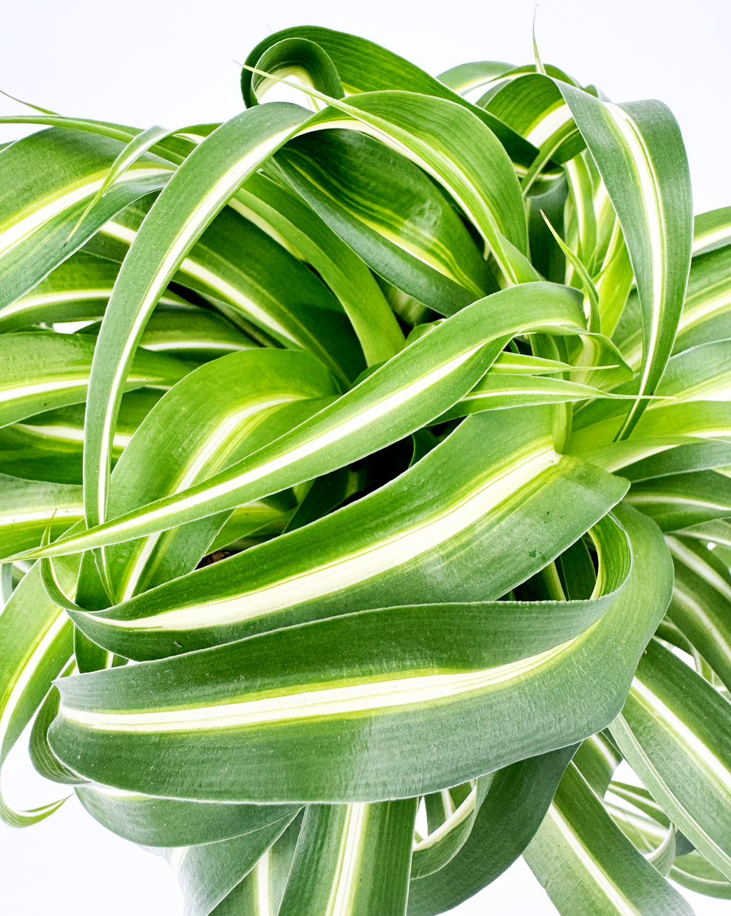 Curly Spider Indoor Houseplant