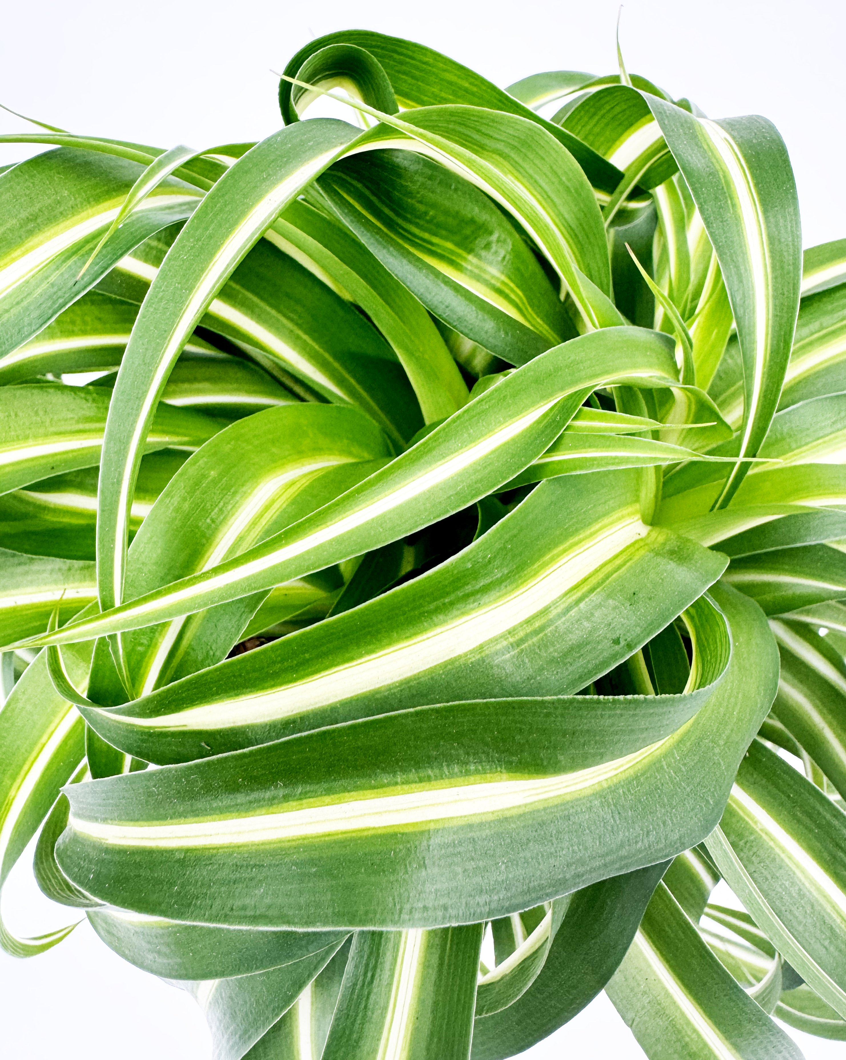 Curly Spider Indoor Houseplant