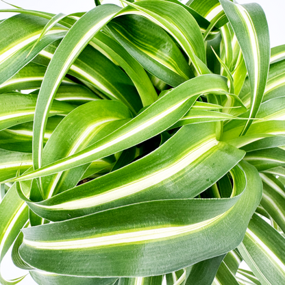 Curly Spider Indoor Houseplant