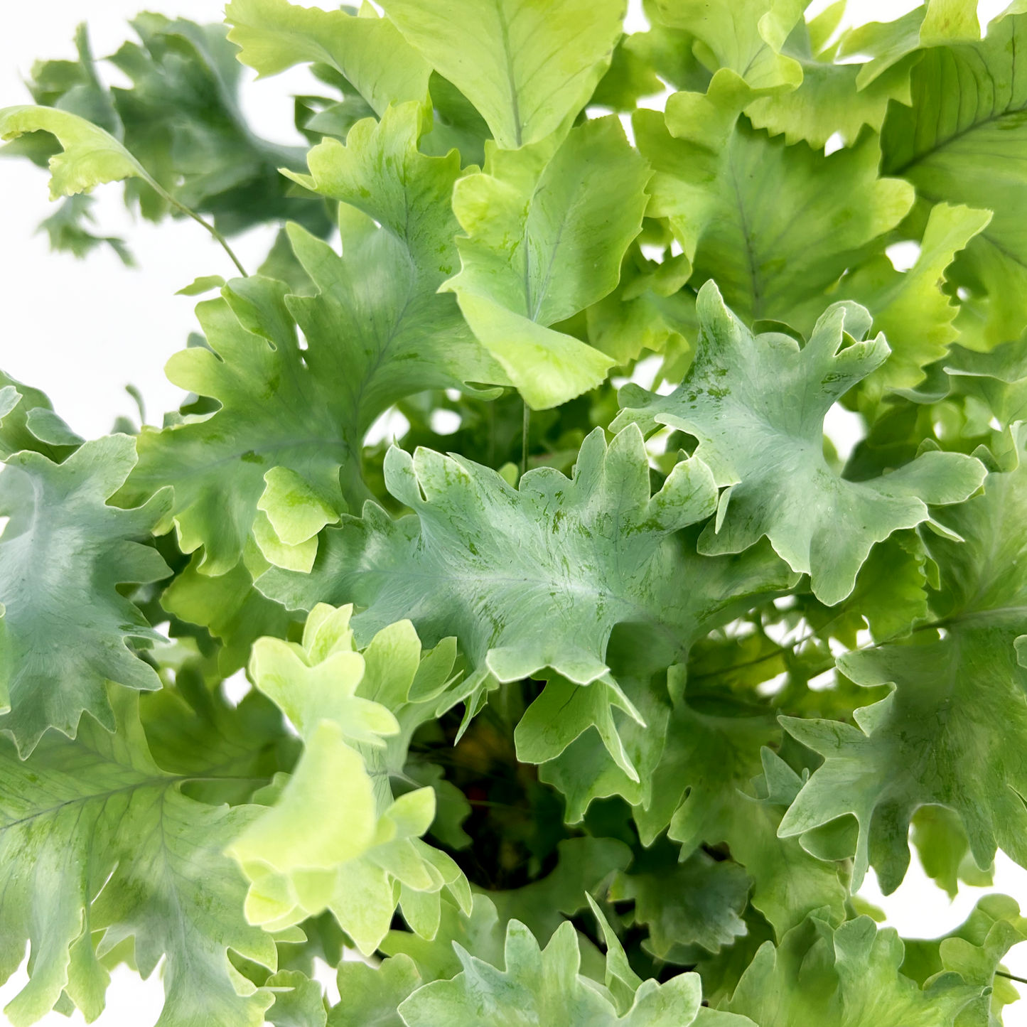 Blue Star Fern Indoor Houseplant