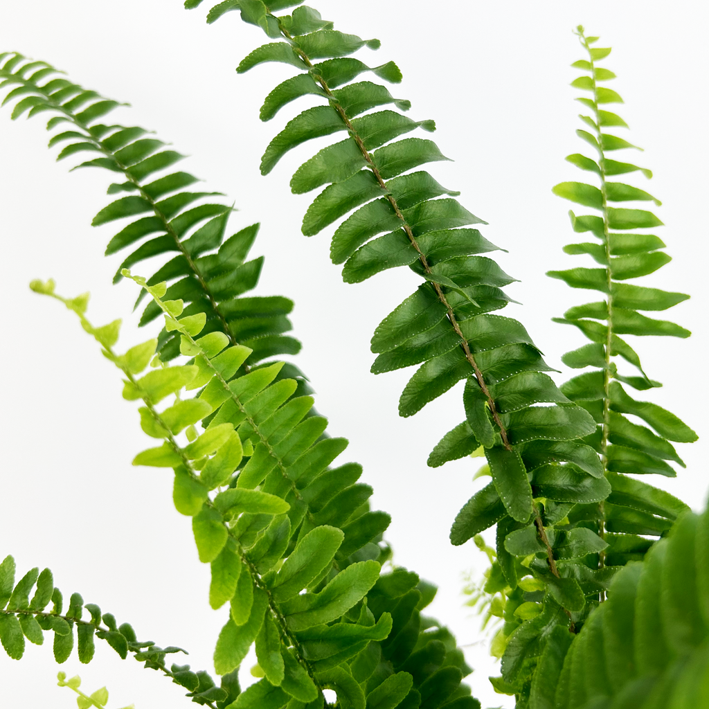 Boston Fern Indoor Houseplant