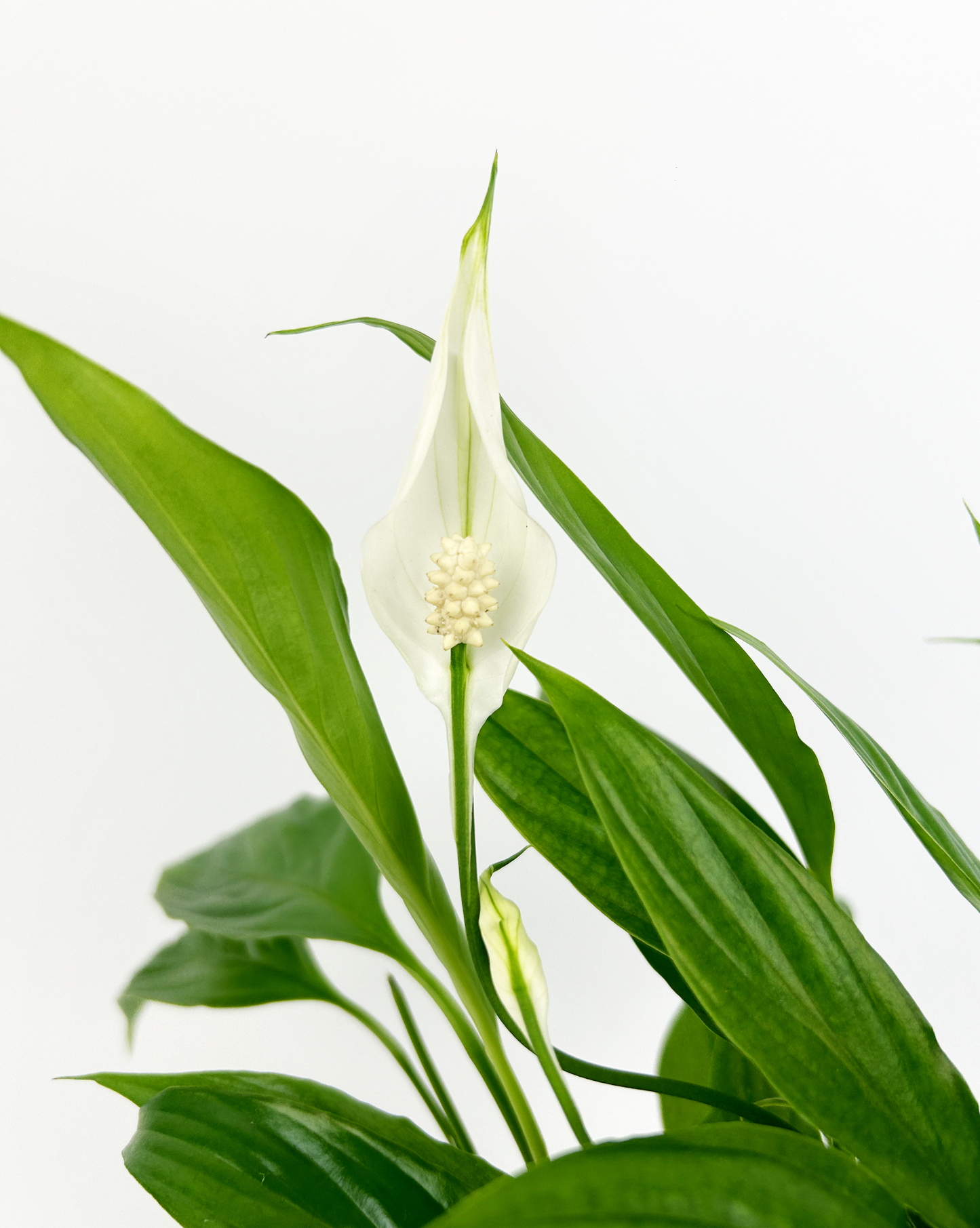 Peace Lily Plant Indoor Houseplant