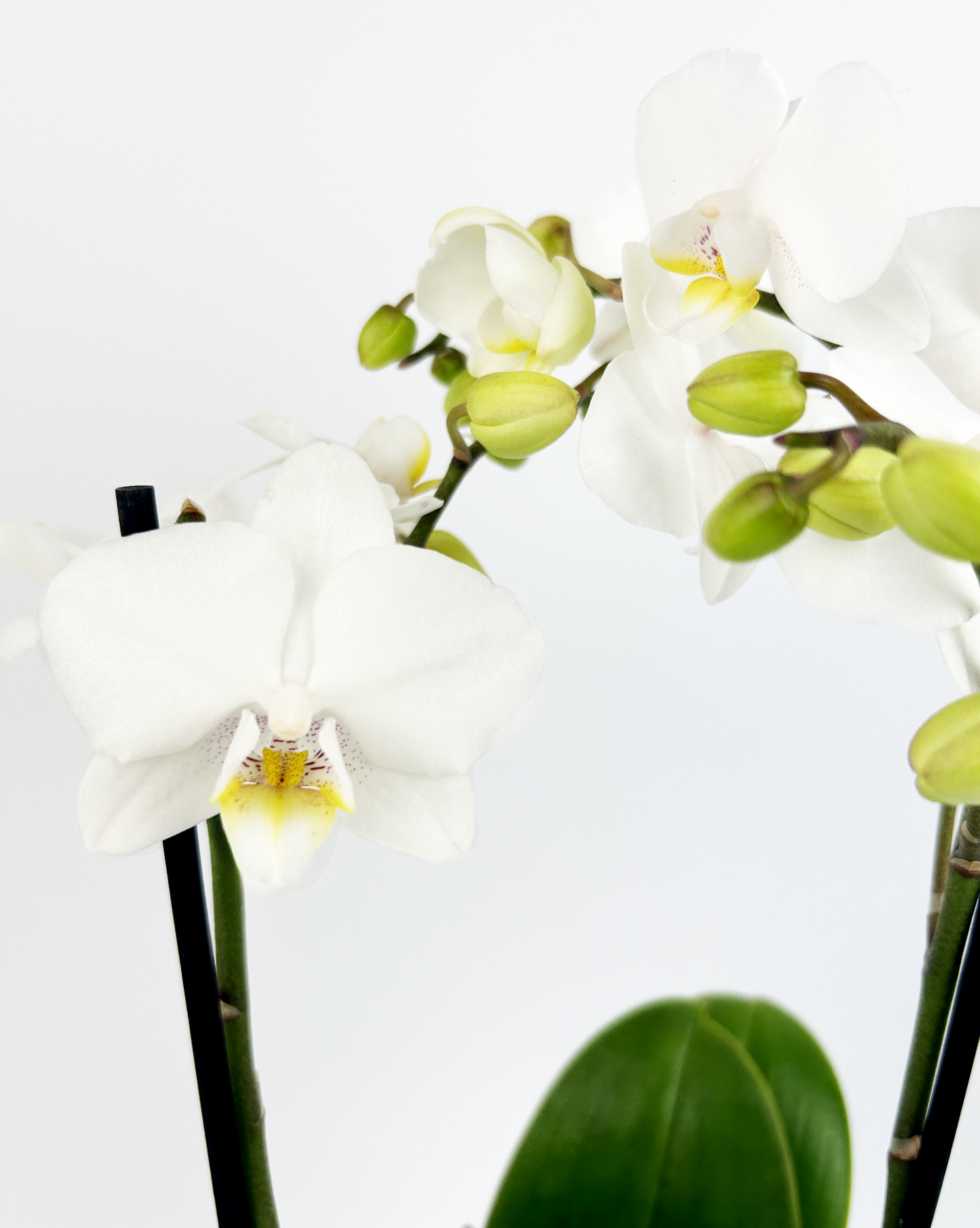 White Phalaenopsis Orchid Indoor HousePlant