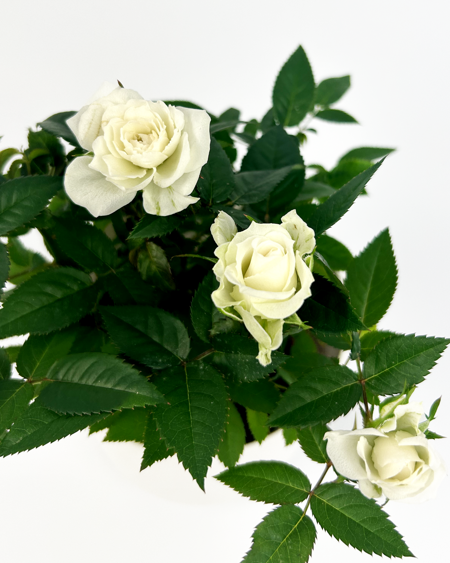 White Rose Indoor Houseplant