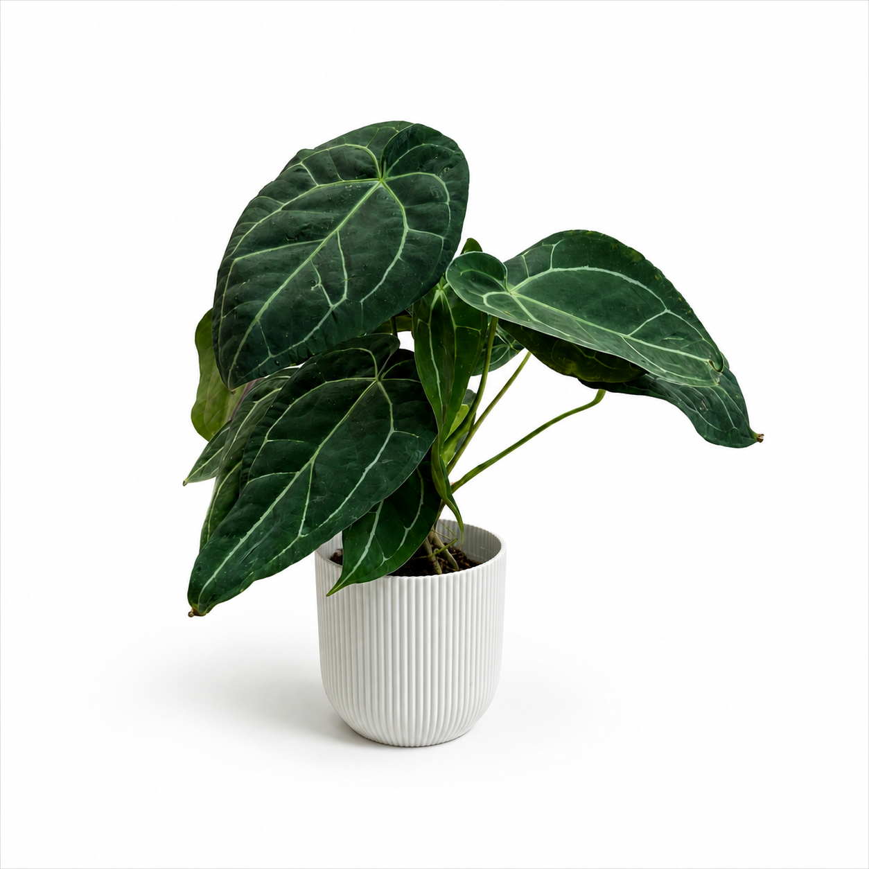 Anthurium Crystallinum Hybrid 14cm Potsize Houseplant