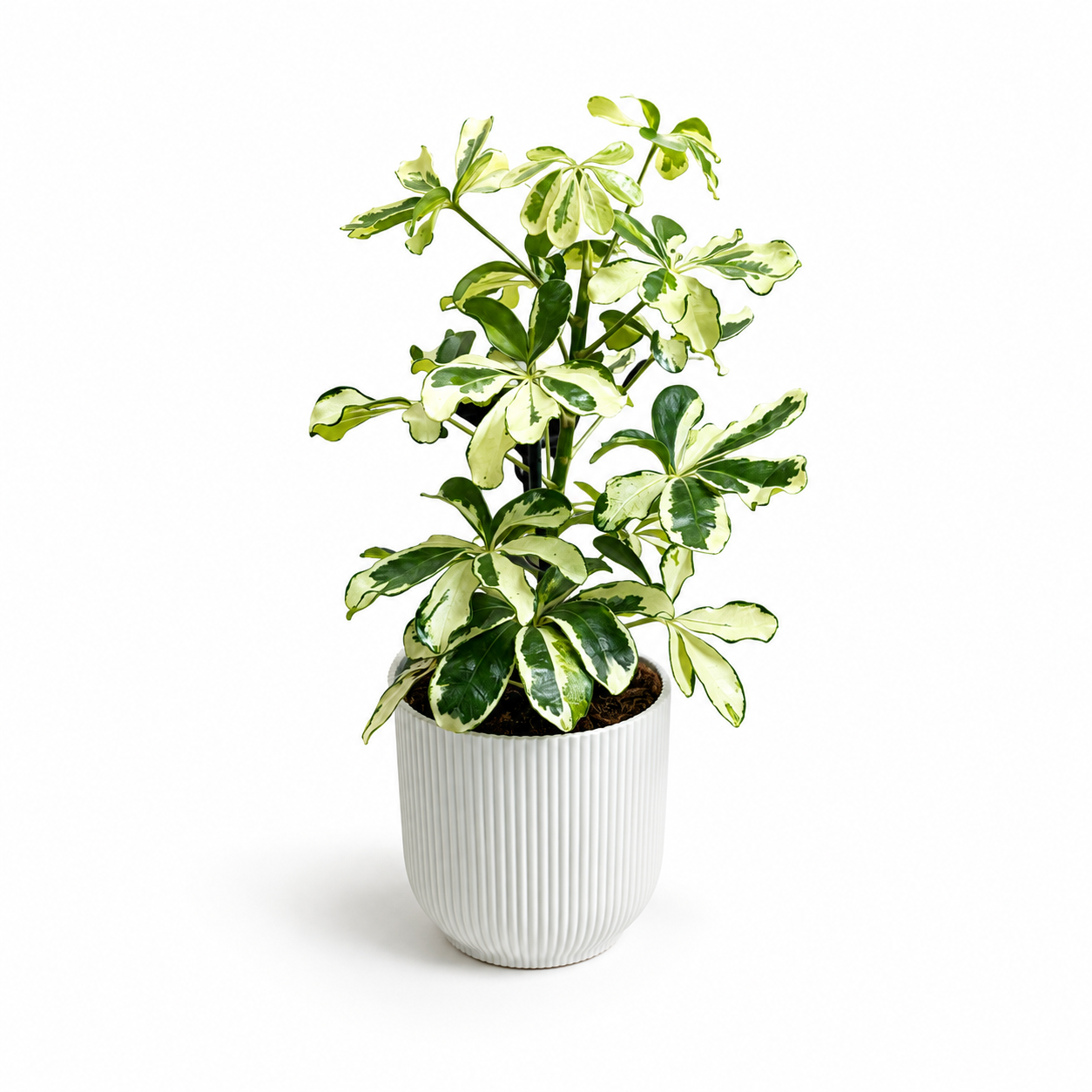 Schefflera Charlotte 13cm Potsize Houseplant